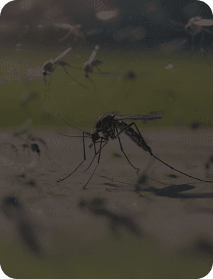 best mosquito control in Dubai