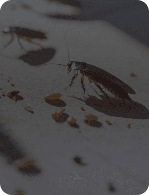 Cockroach Control