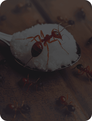 best ant control service Dubai