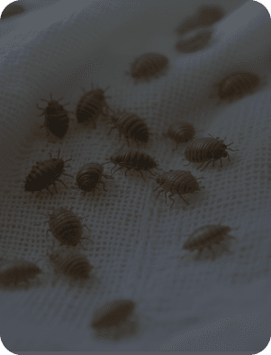 best bedbugs control in Dubai
