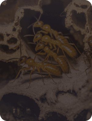 best termite control in Dubai