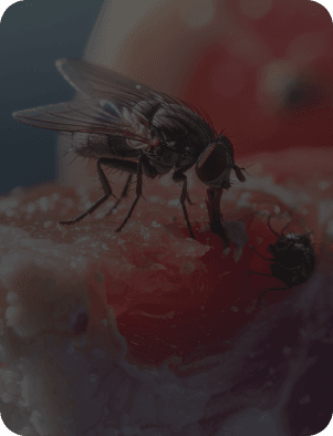 best mosquito control service sin Dubai