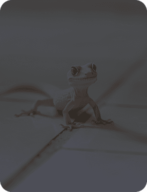 best lizard control in Dubai