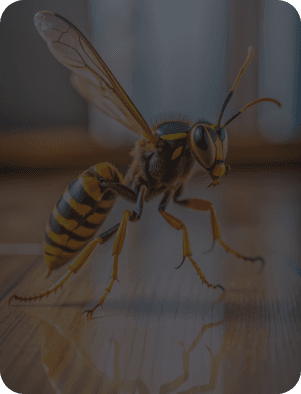 best wasps control in Dubai