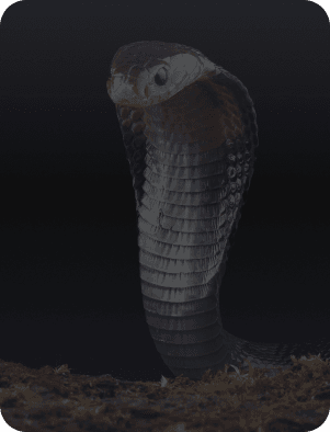 best snake control in Dubai