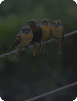 best bird control in Dubai
