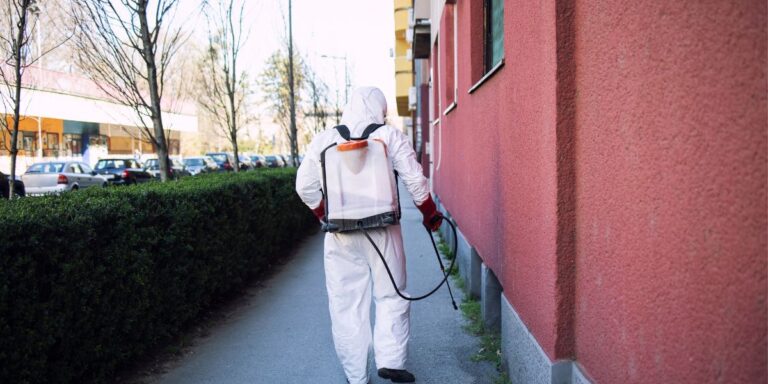 get rid of ants
